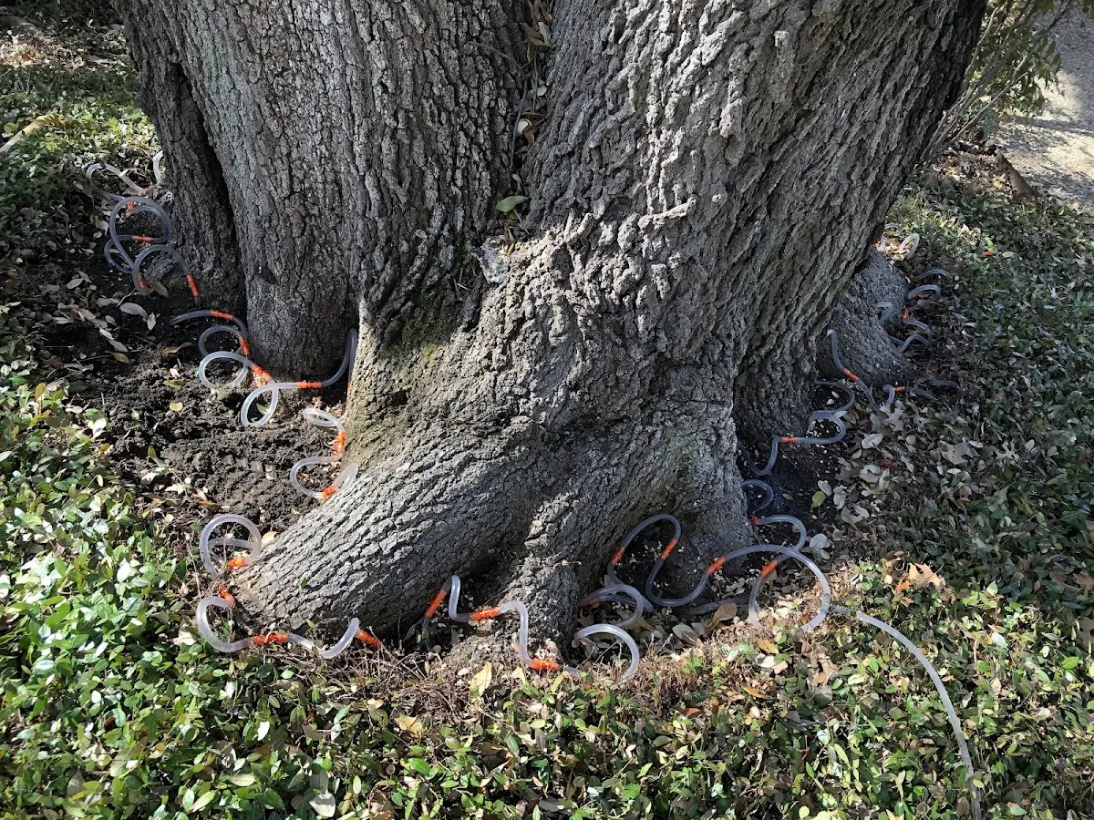Detailed Tree Cabling and Bracing job site in Rio Linda
