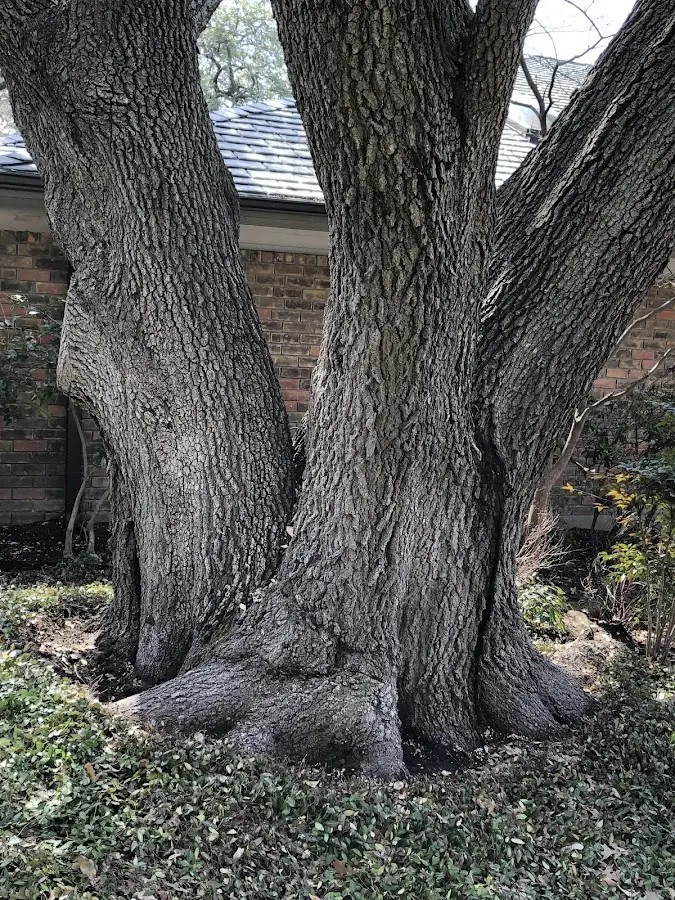 Mature heritage tree close to a Rio Linda property cared for by certified arborists